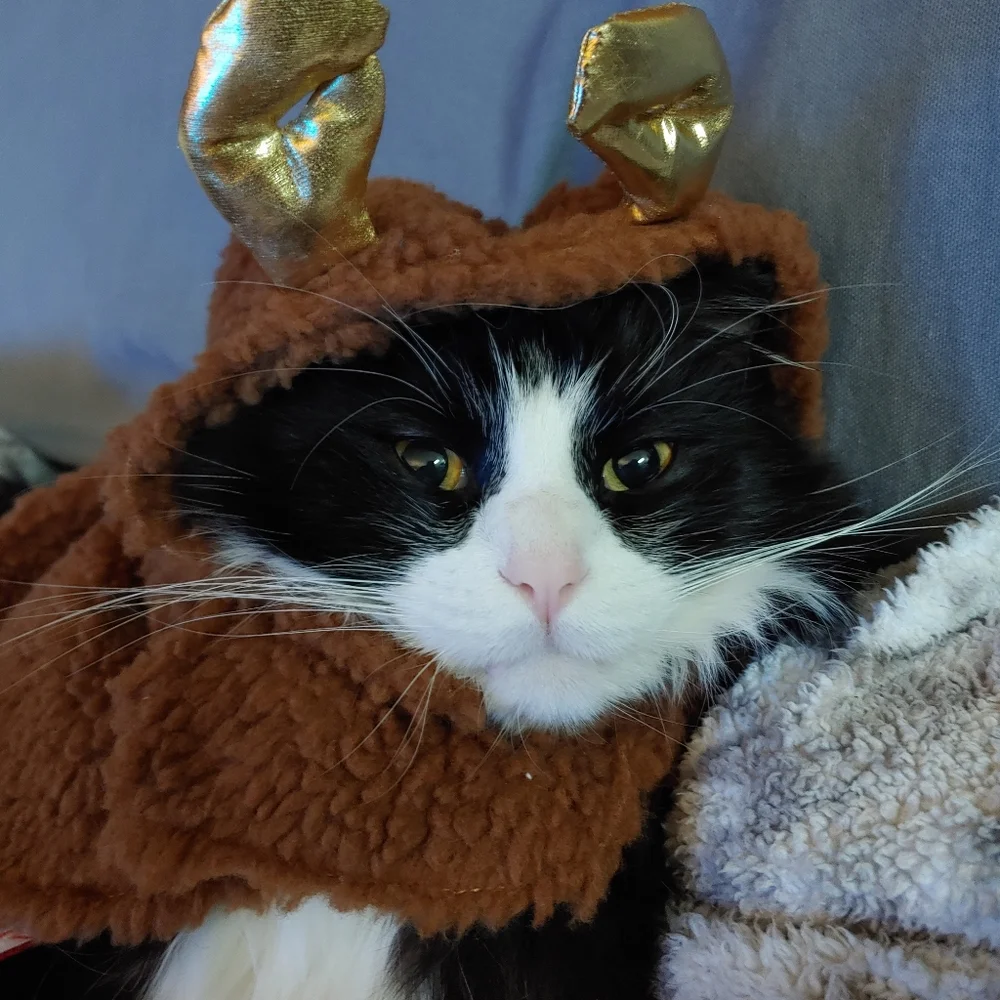 Pet Reindeer Costume XS-S HOST PICK TWICE